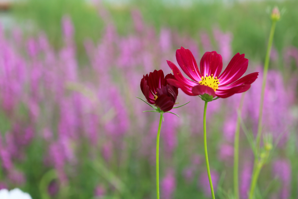 从打新门票股的彩票价值看市场走势 - 集思录